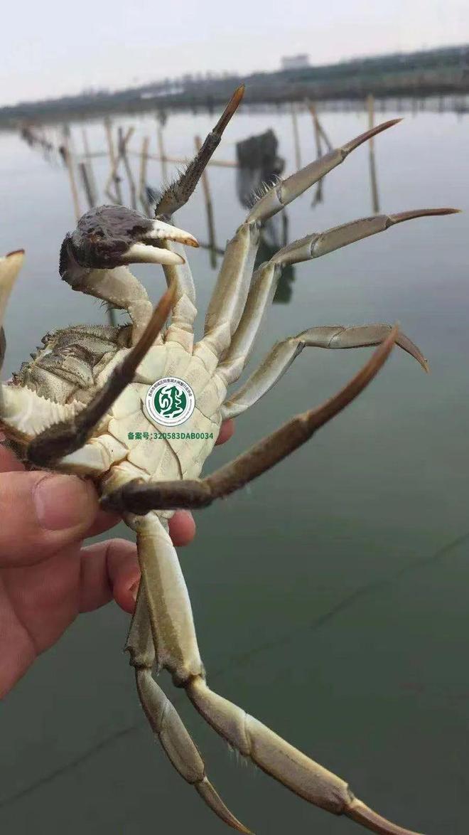 阳澄湖大闸蟹